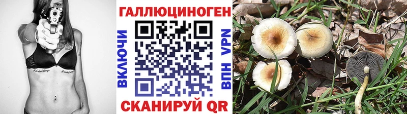 где купить   Чебаркуль  Галлюциногенные грибы Psilocybe 